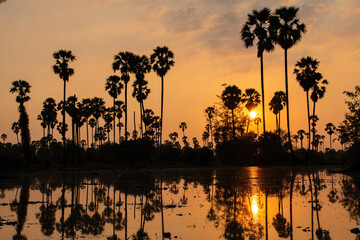 Flooded rural rice farm with sugar palm trees during sunset.