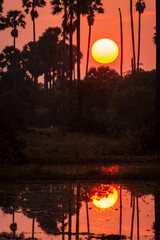Flooded rural rice farm with sugar palm trees during sunset.