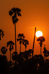 Silhouette sugar palm trees with orange sunset sky in rural.