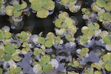 background of plants that live above the water