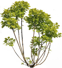 Mehrst&auml;mmiger junger Per&uuml;ckenstrauch mit gr&uuml;nen Bl&auml;ttern
