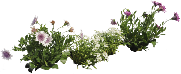 Verschiedene kleine Topfpflanzen