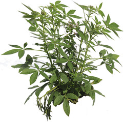 Gr&uuml;ne Pflanze mit f&uuml;nf Fingerbl&auml;tter