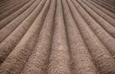 agricultural field in spring