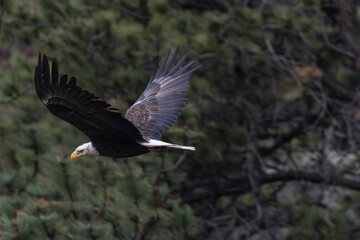 Bald Eaglle in Flight