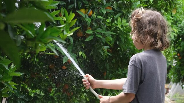 Child boy happy water citrus garden with water from a hose.