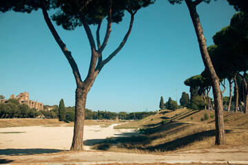 A waste ground with tall pine trees in Rome