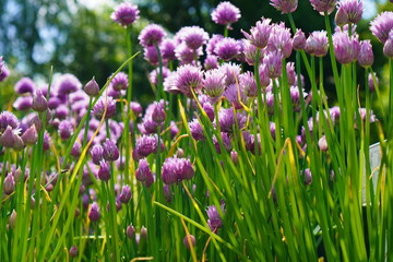 Obraz premium green stems and leaves with inflorescences of decorative honey onion with purple and purple flowers in the nursery garden against the sky
