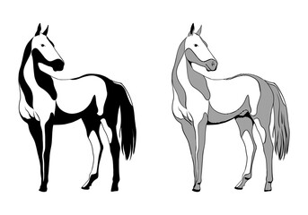Obraz na płótnie Canvas Vector drawing of black and white graphic horses standing