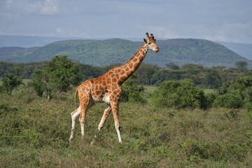 giraffe in the savannah