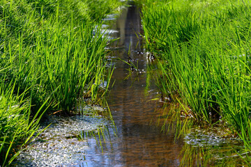 Photo of a narrow river with running water in the middle between the grass, with reflections in the water on a sunny day.