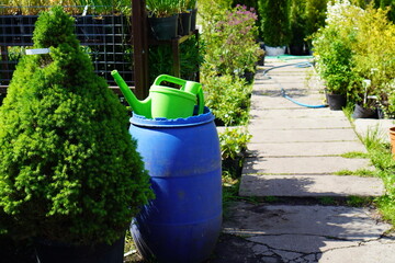 Fototapeta na wymiar green Canadian spruce with a triangular crown in a pot near a blue barrel with a green watering can and water for watering against the background of the entrance to the nursery of ornamental plants 