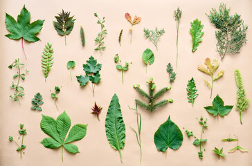 Botanical set of leaves, plants and herbs on beige background