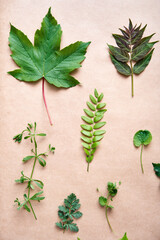 Collection set of various leaves, plants and herbs on beige background.
