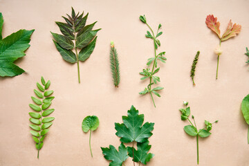 Collection set of various leaves, plants and herbs on beige background