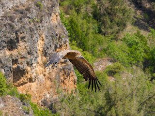Buitre leonado ibérico