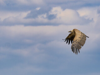 Buitre leonado ibérico