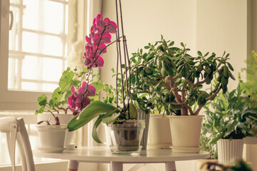 Fototapeta na wymiar A living room with a plants on the table.