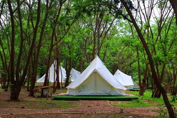 Camping tents in the forest for leisure and relax. White teepee tent at glamping.