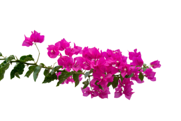 pink flowers isolated on white background