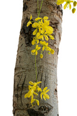 yellow tree trunk isolated on white background