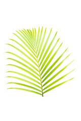 Fototapeta premium green leaves plant isolated on white background