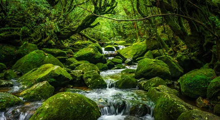 Fototapete Wald Fluss Moss and trees in the deep subtropical forest of Yakushima Island, Japan  © Nakasaku