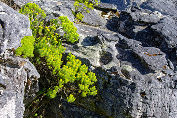 Rock formation, Table Mountain top, Cape Town, South Africa