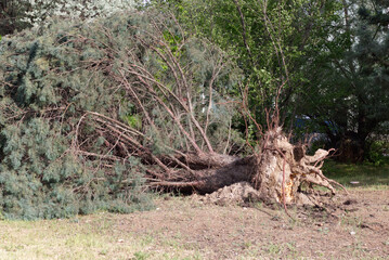Fallen tree after storm. Storm damaged tree uprooted and broken from high winds.