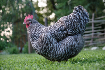 A Dutch Blue hen, local chicken species from Holland