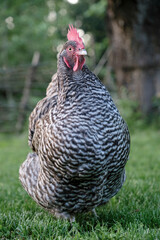A Dutch Blue hen, local chicken breed  from Holland