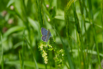 Male Mazarine blue (Cyaniris semiargus) Butterfly sitting on a grass blade in Zurich, Switzerland