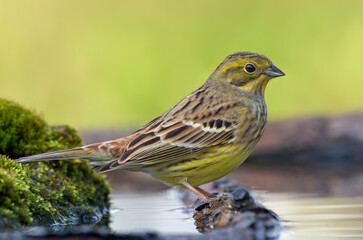 Obraz premium Beautiful Yellowhammer (emberiza citrinella) sits on an aged branch swimming in water pond 
