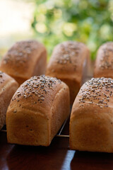 Homemade freshly baked white grain bread on a baking rack against a background of summer green leaves. Soft selective focus.
