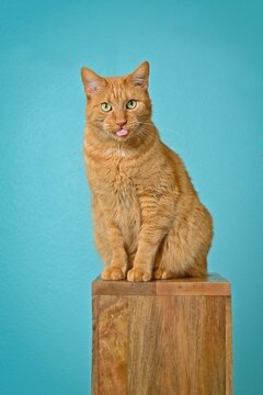 Funny ginger cat sitting on wooden column and sticking out tongue. Vertical image.