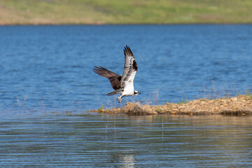 Osprey flying in flight