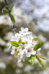Russia. Saint-Petersburg. Cherry tree blooms in spring.
