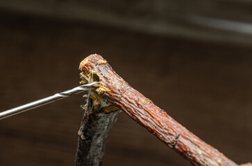 The master processes the tree with a multi-tool