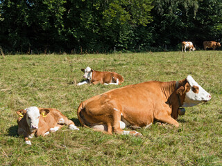 Fototapeta na wymiar Milchvieh mit Kälbern auf der Weide