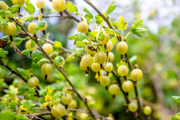gooseberries on a branch in the garden