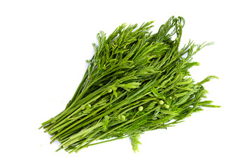 Leucaena leucocephala isolated on white background