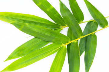 Obraz premium Bamboo leaf. Fresh green leaves on white background.