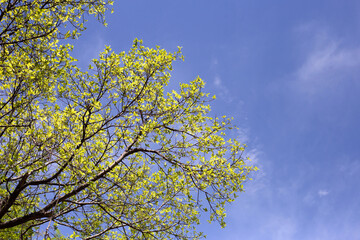 Tree branches with blue sky