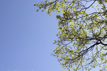 Obraz premium Tree branches with blue sky