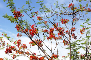 Barbados pride flower or dwarf poinciana, flower fence, paradise flower, peacock's crest, pride of barbados