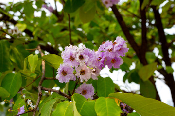 Thai bungor tree (Lagerstroemia loudonii Teijsm and Binn)