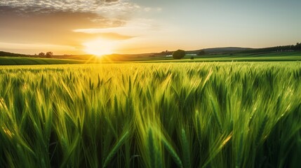 Summer Sun Shining Over Agricultural Landscape Of Green Wheat Field. Young Green Wheat In Sunset Dawn Time. June Month. generative ai
