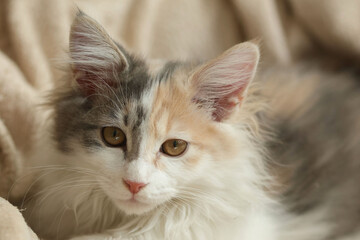 chat de race Kurilian bobtail