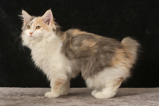 Kurilian bobtail