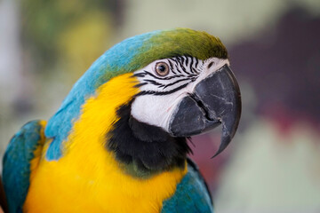 One blue and yellow Macaw - close-up on head